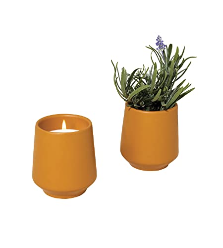 Modern Sprout Candle Grow Set - Organic Non-GMO Herb Garden with Lavender & Cedarwood - 6oz