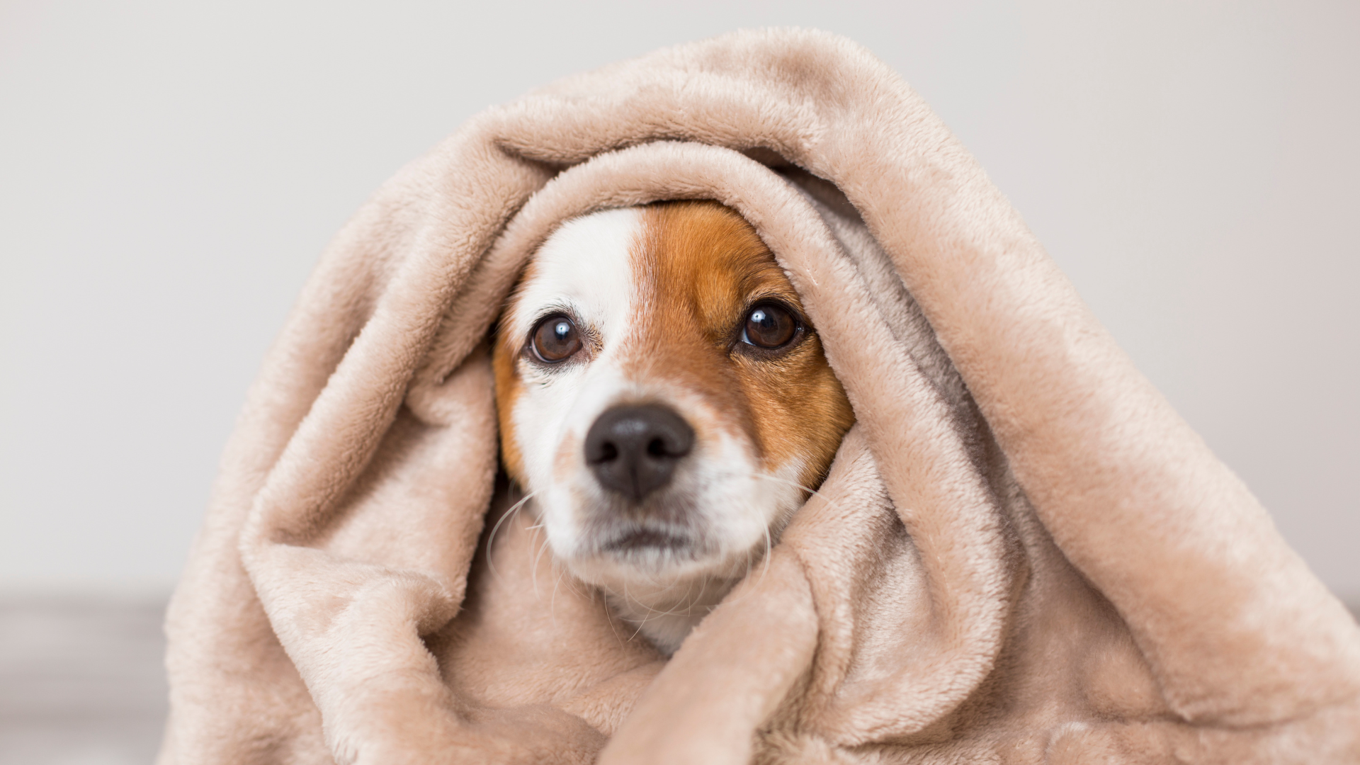 What is Fleece Material? An In-Depth Guide to Its Properties and Uses