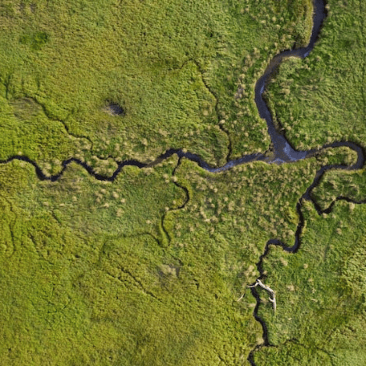 Carbon Sinks: Solutions for Climate Change