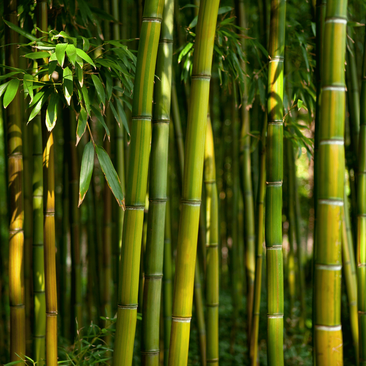 Bamboo 101