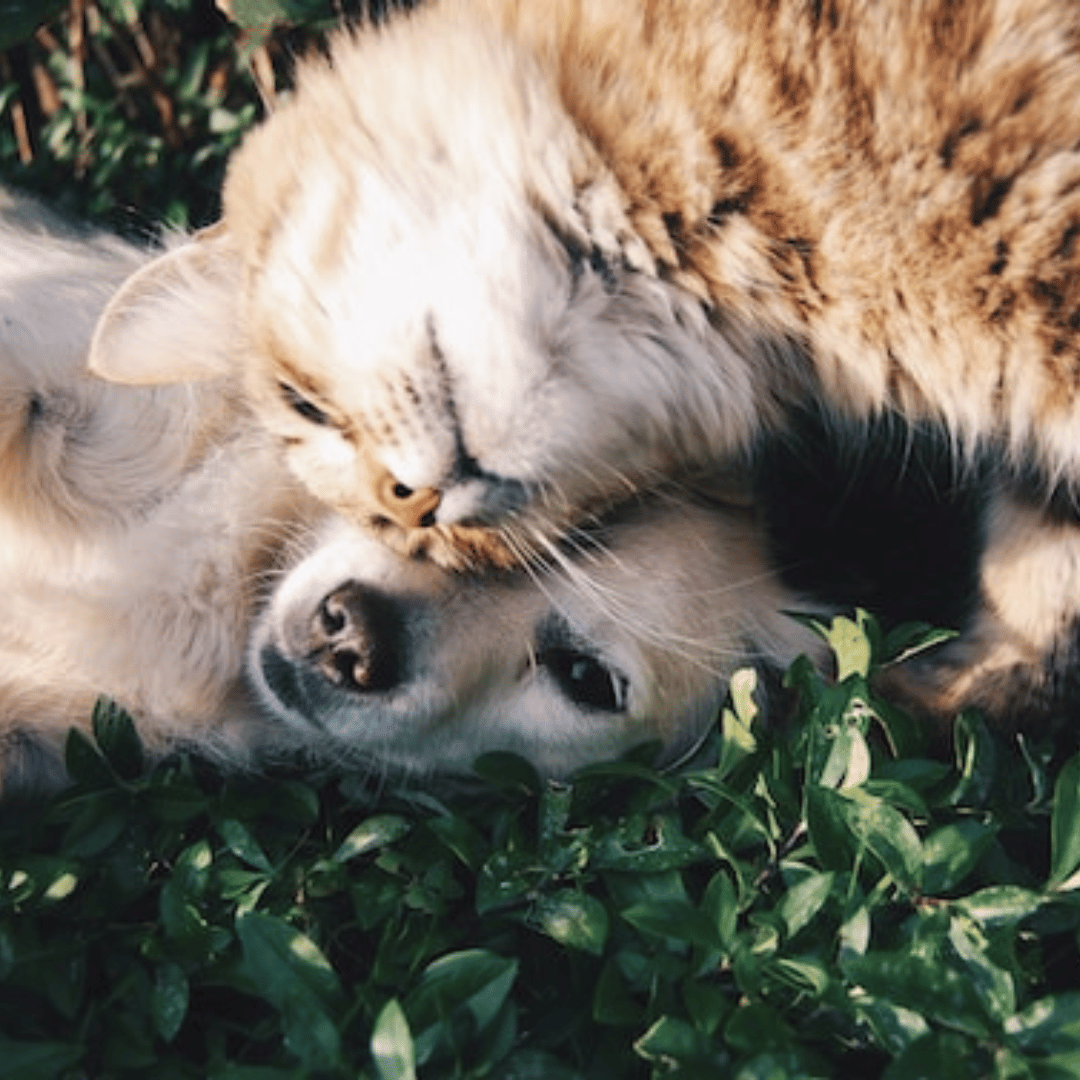 Sustainable Pet Care