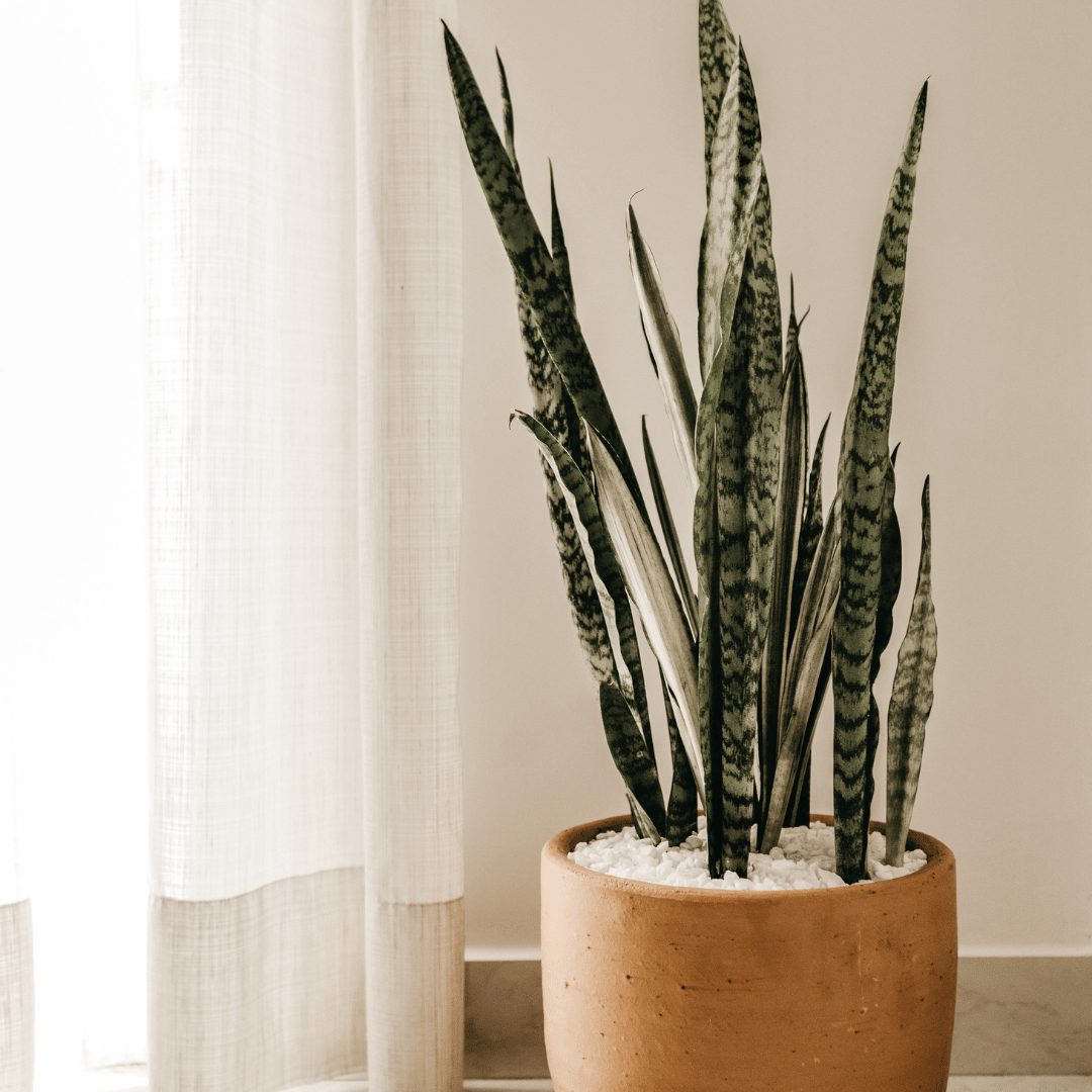 Eco-Friendly Plant Gift Ideas For Mother’s Day