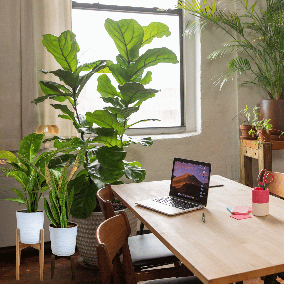 Indoor Green Spaces: Mastering the Art of Cultivation