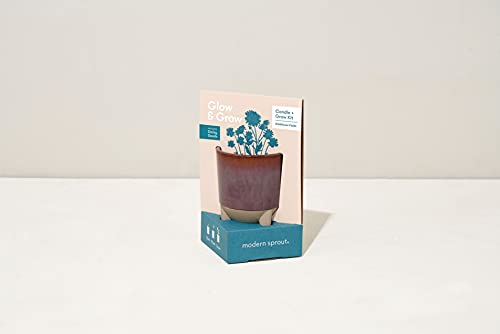 Modern Sprout Grow Kit - Plant & Enjoy Daisy Seeds, Scented Soy Candle - 12oz