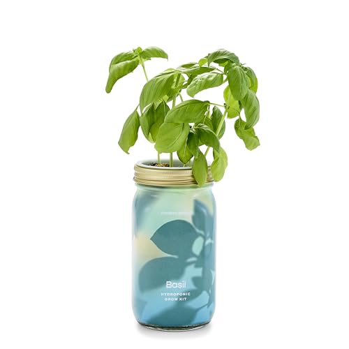 Modern Sprout Mason Jar Grow Set - Indoor Herb Garden with Organic Seeds, Reusable Kit - Basil