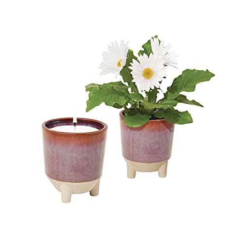Modern Sprout Grow Kit - Plant & Enjoy Daisy Seeds, Scented Soy Candle - 12oz