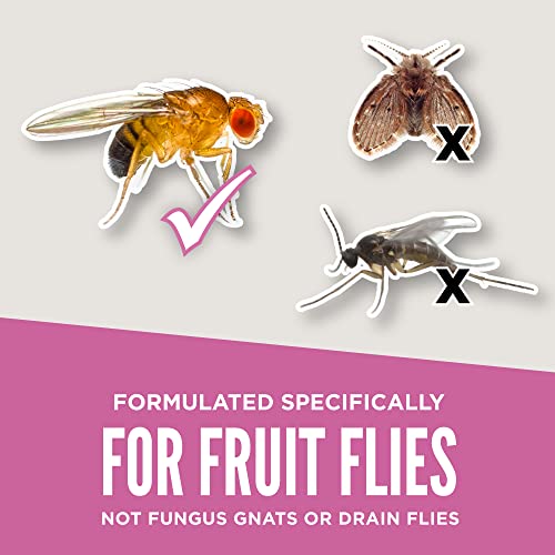 Aunt Fannie's FlyPunch Fruit Fly Trap - Plant-Based, Safe for Food & Pets - 2 Pack