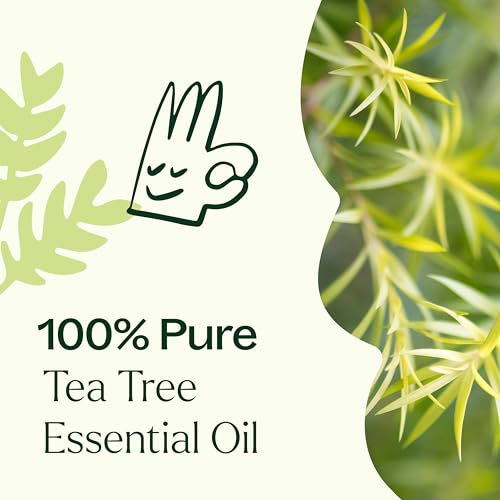 Plant Therapy Tea Tree Essential Oil - Soothes Skin, Purifies Air, Immune Support - 30 mL