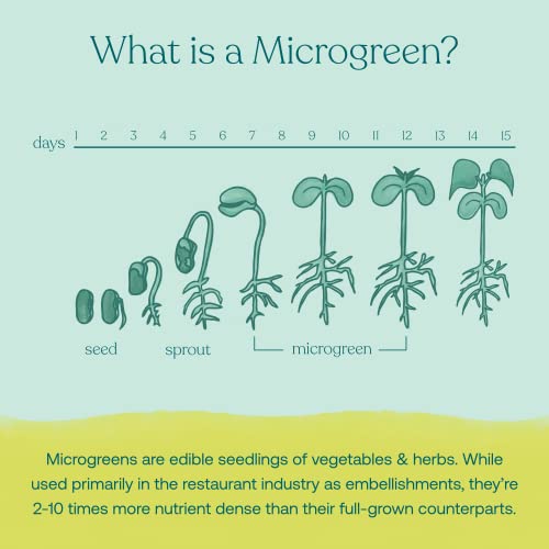 True Grace Broccoli Microgreens - Supports Cellular & Immune Health, Vegan - 0.4 oz, 30 Servings