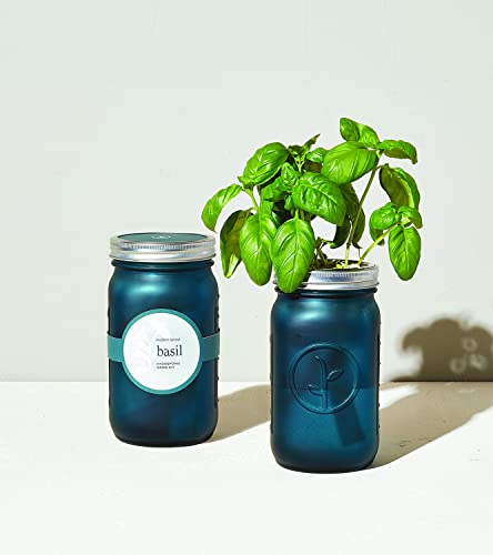 Modern Sprout Glass Jar Grow Set - Organic Basil Seed Starter, Indoor Hydroponic Kit - 1 Quart