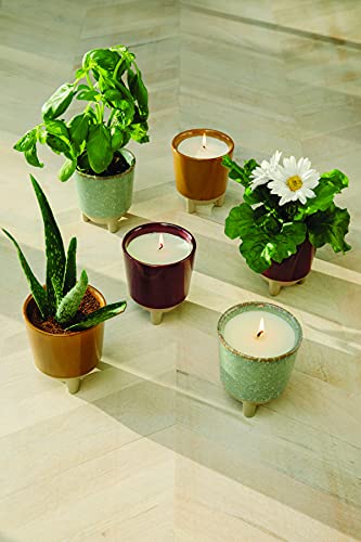 Modern Sprout Grow Kit - Plant & Enjoy Daisy Seeds, Scented Soy Candle - 12oz