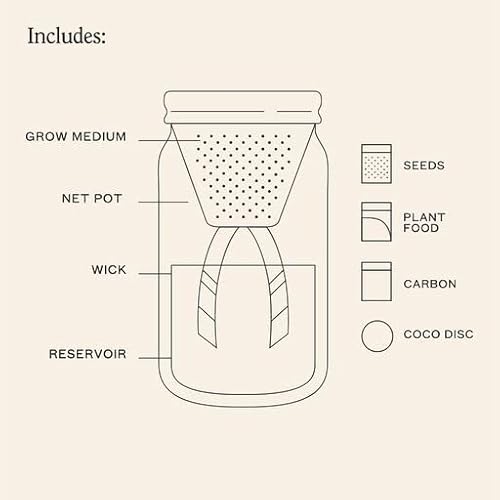 Modern Sprout Glass Jar Grow Set - Organic Basil Seed Starter, Indoor Hydroponic Kit - 1 Quart