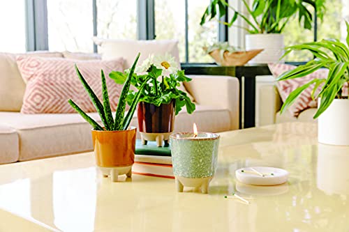 Modern Sprout Grow Kit - Plant & Enjoy Daisy Seeds, Scented Soy Candle - 12oz