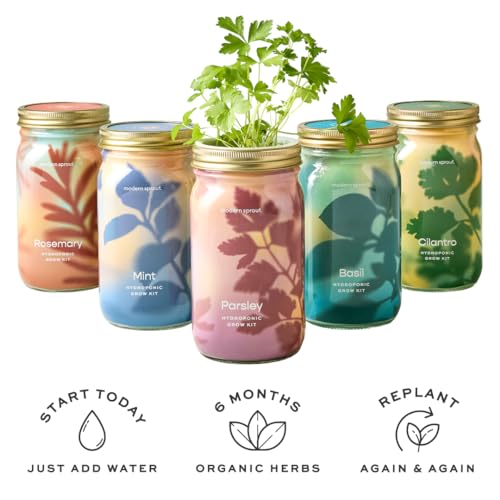 Modern Sprout Mason Jar Grow Set - Indoor Herb Garden with Organic Seeds, Reusable Kit - Basil
