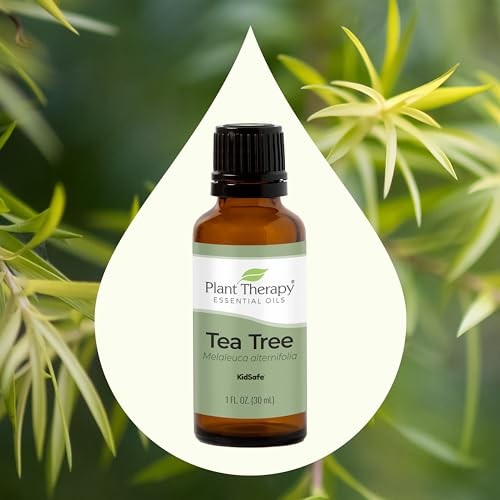 Plant Therapy Tea Tree Essential Oil - Soothes Skin, Purifies Air, Immune Support - 30 mL