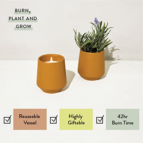 Modern Sprout Candle Grow Set - Organic Non-GMO Herb Garden with Lavender & Cedarwood - 6oz