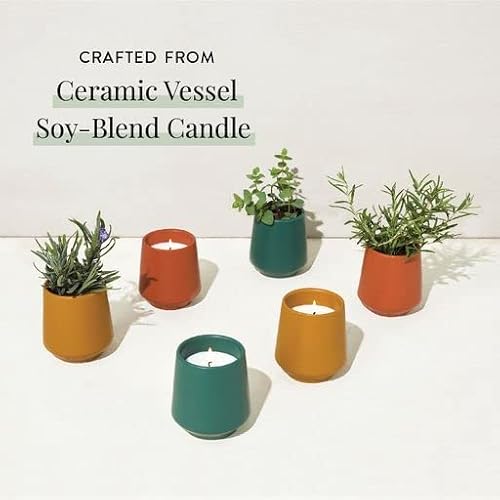 Modern Sprout Candle Grow Set - Organic Non-GMO Herb Garden with Lavender & Cedarwood - 6oz