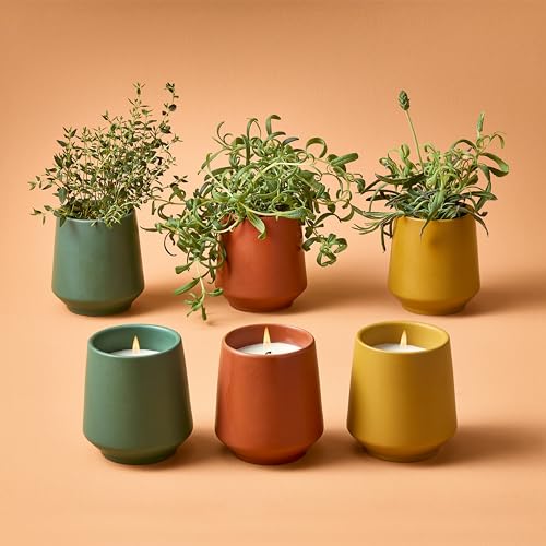 Modern Sprout Candle Grow Set - Transformative Indoor Herb Garden, Non-GMO Seeds, 3-Pack