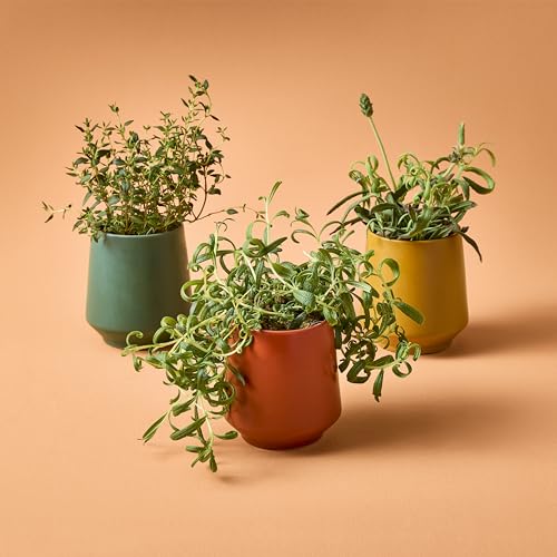 Modern Sprout Candle Grow Set - Transformative Indoor Herb Garden, Non-GMO Seeds, 3-Pack
