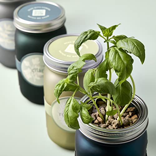 Modern Sprout Glass Jar Grow Set - Organic Basil Seed Starter, Indoor Hydroponic Kit - 1 Quart