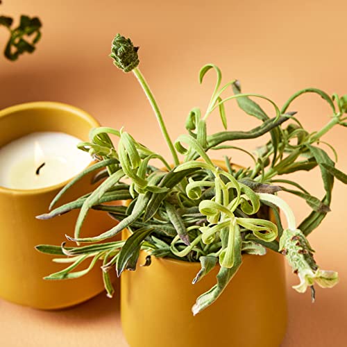 Modern Sprout Candle Grow Set - Organic Non-GMO Herb Garden with Lavender & Cedarwood - 6oz