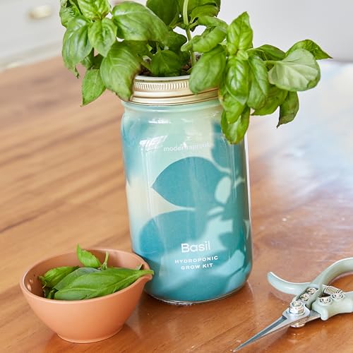 Modern Sprout Mason Jar Grow Set - Indoor Herb Garden with Organic Seeds, Reusable Kit - Basil