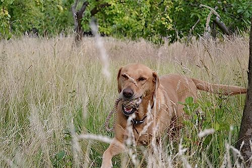 Beco Hemp Rope Dog Toy - Cleans Teeth, Loud Squeaker, 100% Climate Neutral - Medium 36x3x4.5cm