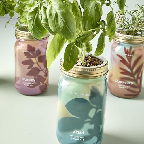 Modern Sprout Mason Jar Grow Set - Indoor Herb Garden with Organic Seeds, Reusable Kit - Basil