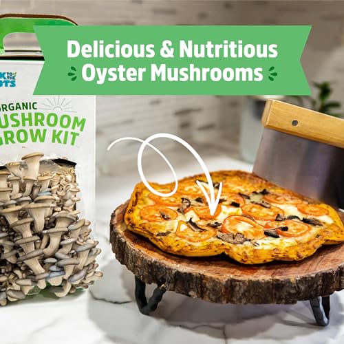 Back to the Roots Mushroom Grow Kit - Organic, Non-GMO, Harvest in 10 Days - 3-Pack