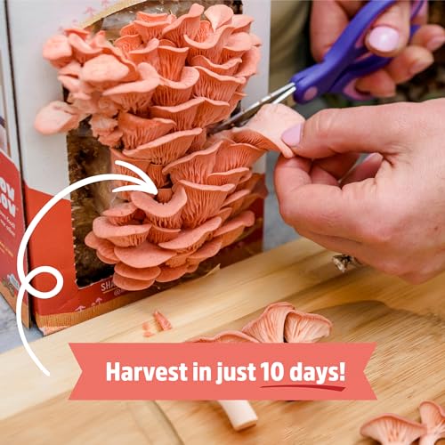Back to the Roots Mushroom Grow Kit - Organic, Non-GMO, Harvest in 10 Days - 3-Pack