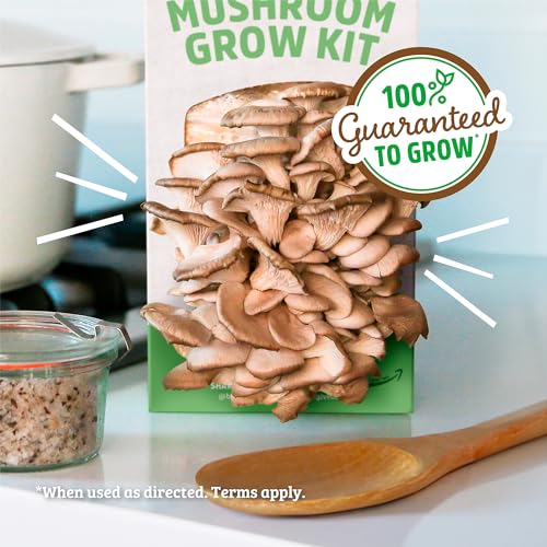 Back to the Roots Mushroom Grow Kit - Organic, Non-GMO, Harvest in 10 Days - 3-Pack
