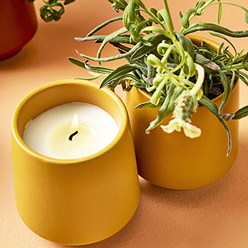 Modern Sprout Candle Grow Set - Organic Non-GMO Herb Garden with Lavender & Cedarwood - 6oz
