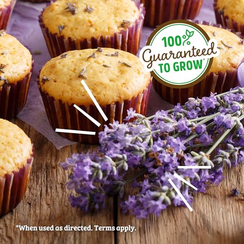 Back to the Roots Lavender Grow Kit - Organic Seeds, Easy Indoor Gardening - Mason Jar Set