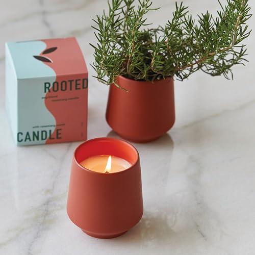 Modern Sprout Candle Grow Set - Transformative Indoor Herb Garden, Non-GMO Seeds, 3-Pack