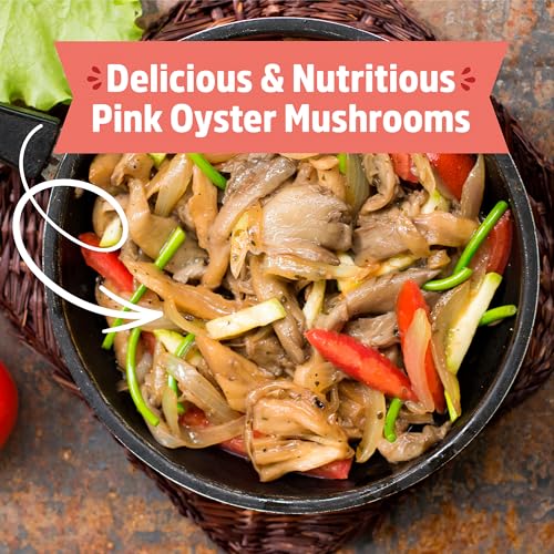Back to the Roots Mushroom Grow Kit - Organic, Non-GMO, Harvest in 10 Days - 3-Pack